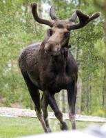 Moose 